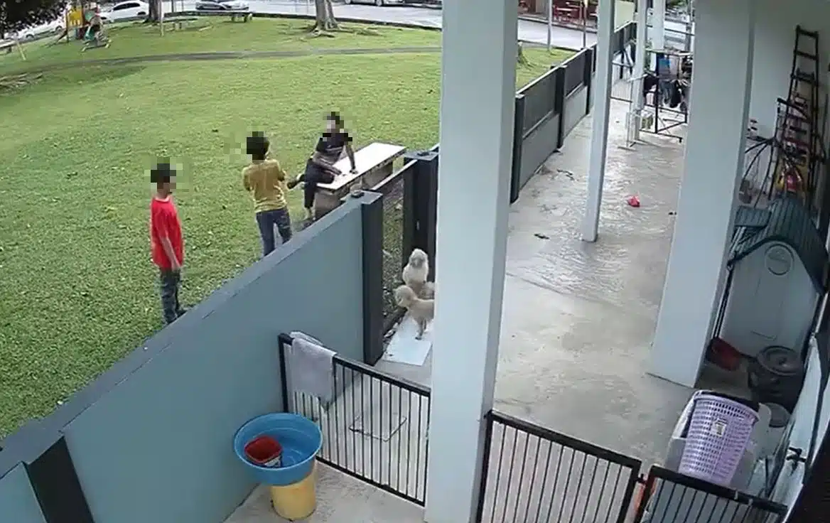 Anak Kucing Tu Tak Salah Apa Pun – 3 Budak Ceroboh Rumah, Selit Kepala Si Kecil Ke Pagar Sampai Digigit Anjing Hingga M4Tl